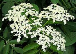 Elder flower