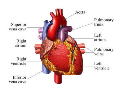 heart front view