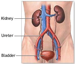 Kidney in body