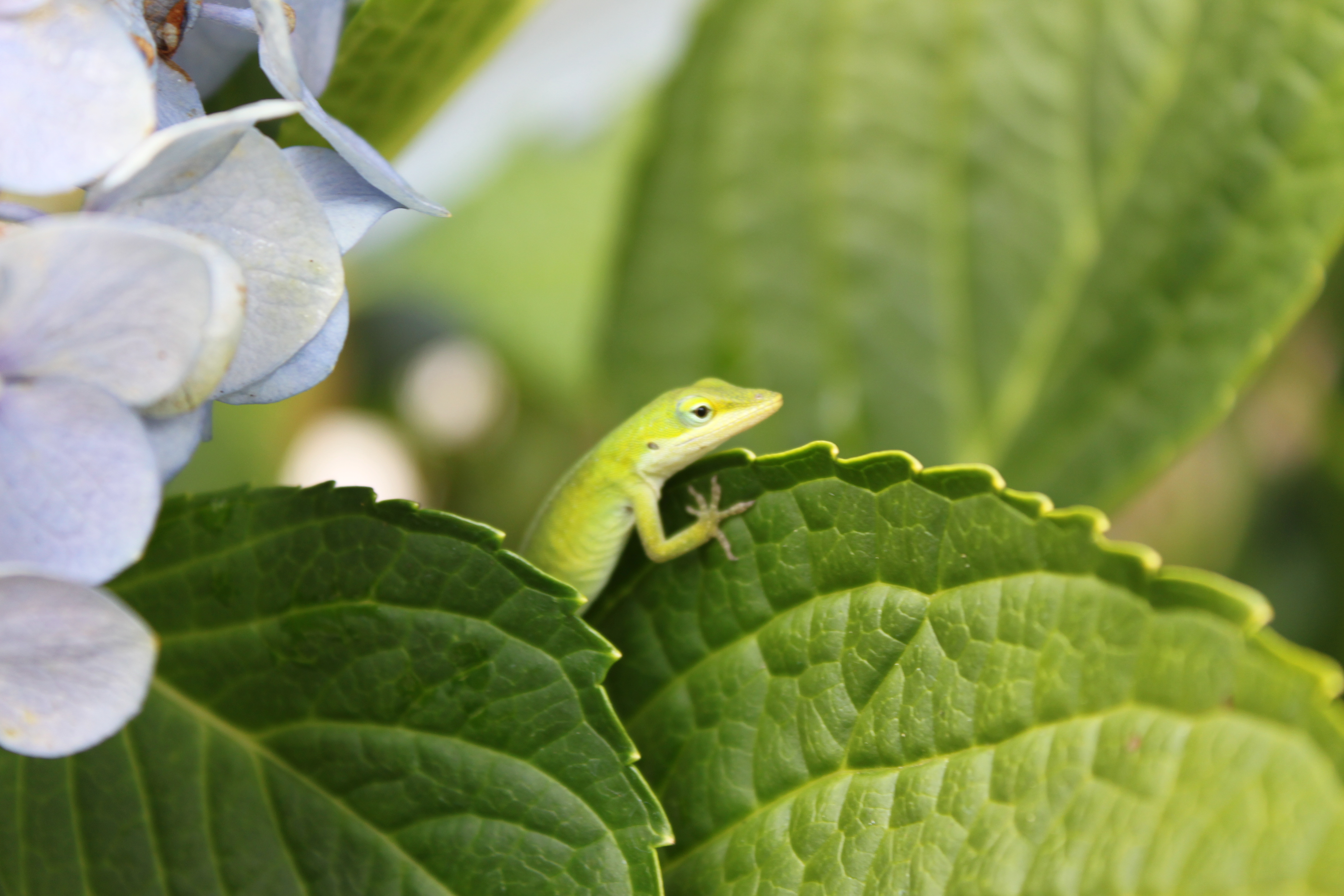 Lizzard on Leaf best
