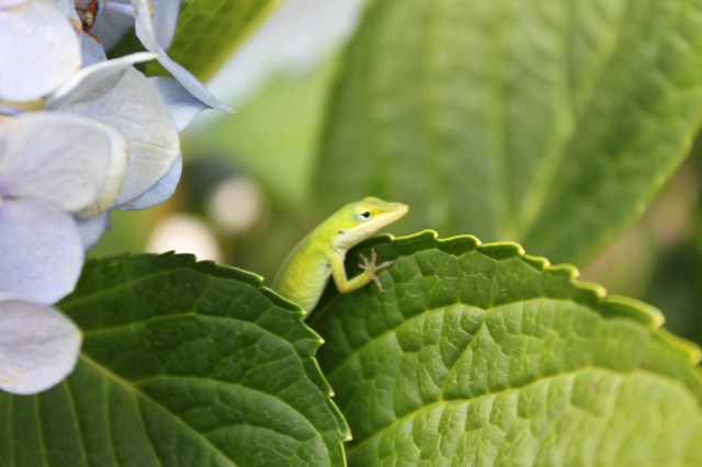Lizzard on Leaf best
