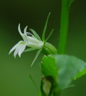 Lobelia_inflata_flower1
