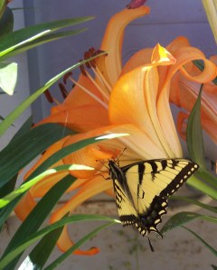 Orange Easter Lilly with Butterfly