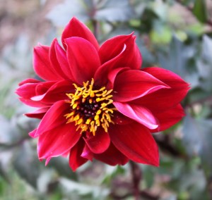 Red blossom with yellow center