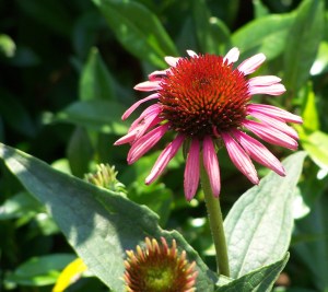 Echinacea in the sun