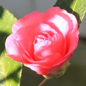 perfect-pink-rose