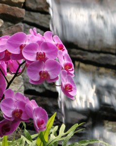 Waterfall &amp; flower