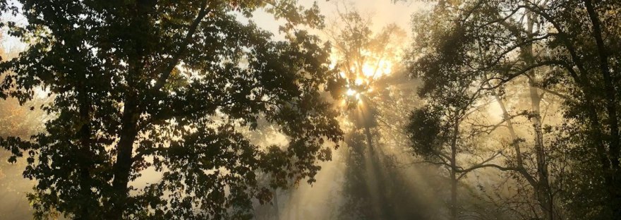 Morning sun through the trees