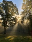Morning sun through the trees