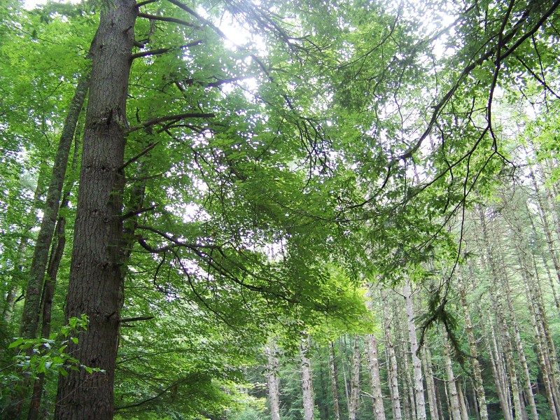 Tall trees rising on every side with a canopy of green branches overhead
