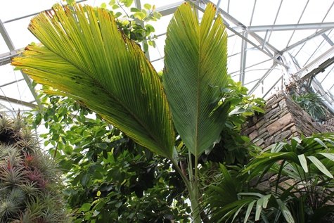 Two large palm fronds rising side by side from a single stem, lit from behind