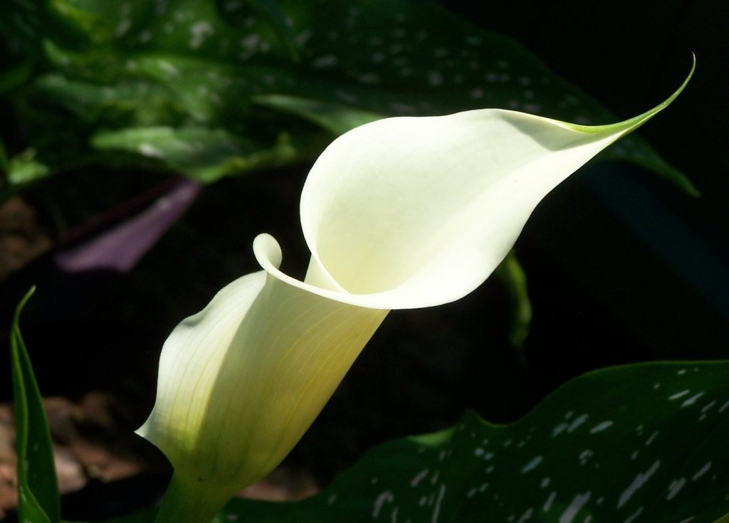 A white calla lily glowing against dark green leaves