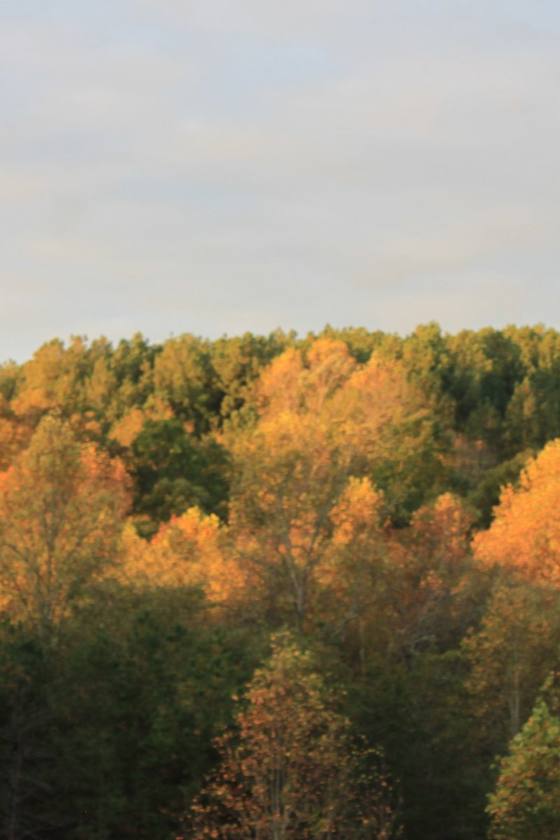 Golden fall trees on a hillside lit by the first morning sun