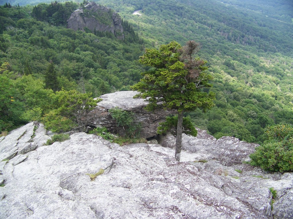 A lone evergreen growing out of bare granite on a mountaintop above a forested valley
