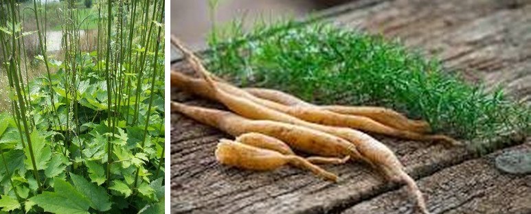 Black cohosh plants beside shatavari roots