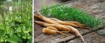 Black cohosh plants beside shatavari roots