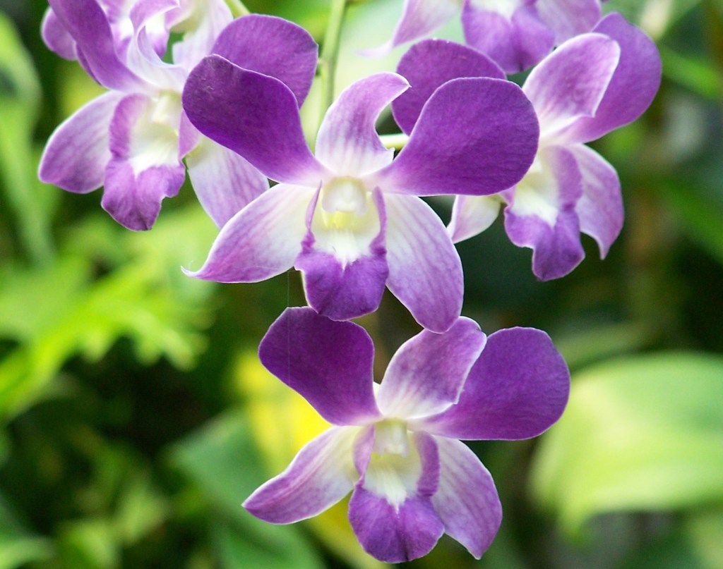 A spray of purple and white orchids