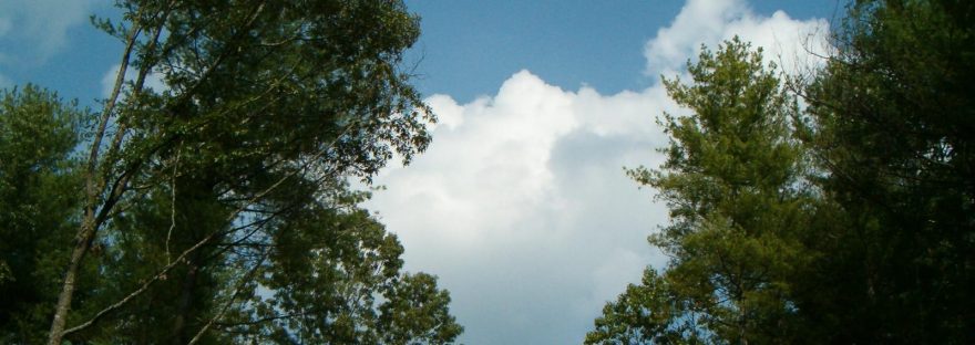 Blue sky and a white cloud opening between tall trees