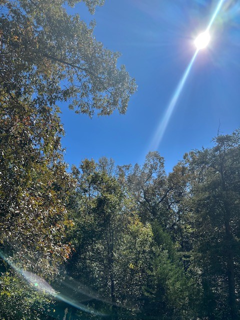A beam of sunlight pouring down over the treetops