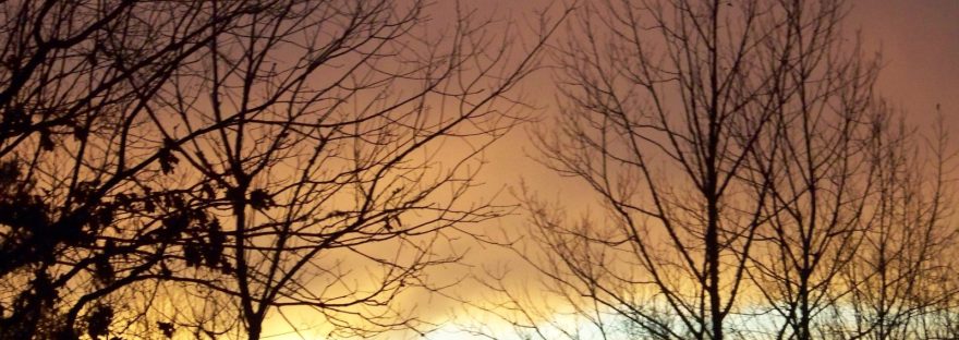 Sunrise glowing gold and rose through bare winter trees