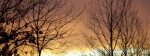 Sunrise glowing gold and rose through bare winter trees