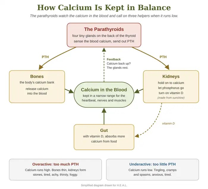 Diagram: the parathyroids send PTH to the bones and kidneys; bones release calcium, kidneys hold calcium and turn on vitamin D so the gut absorbs more; when blood calcium is back up, the glands rest.