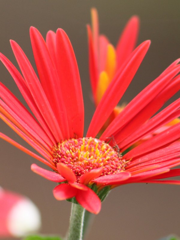 A red daisy with its petals raised toward the sky