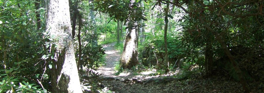 A shaded woodland path winding between tall trees