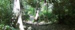 A shaded woodland path winding between tall trees