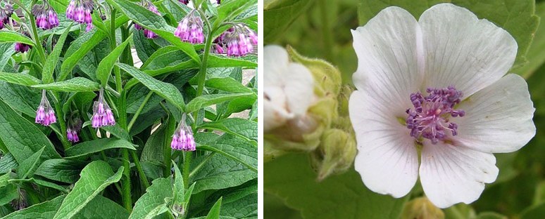 Comfrey in bloom beside a marshmallow flower