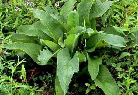 Comfrey plant with its large green leaves