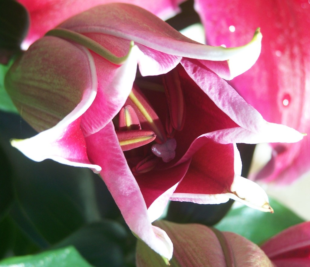 A pink stargazer lily bud just beginning to open, deep red at its heart