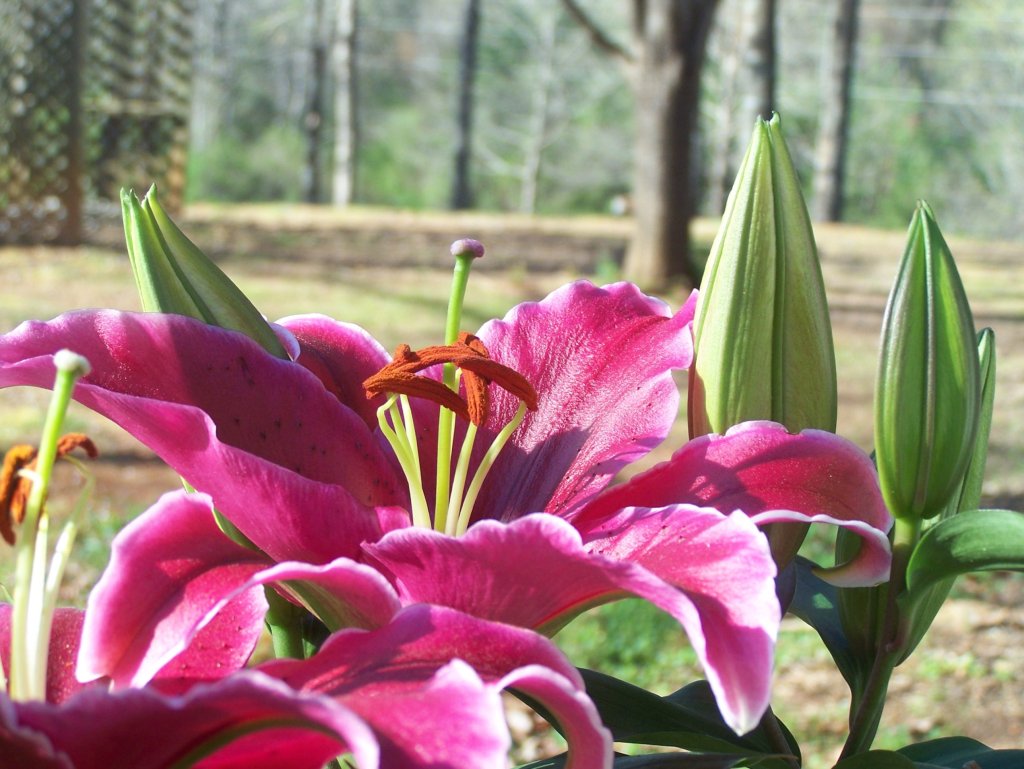 A pink stargazer lily in full bloom beside closed green buds