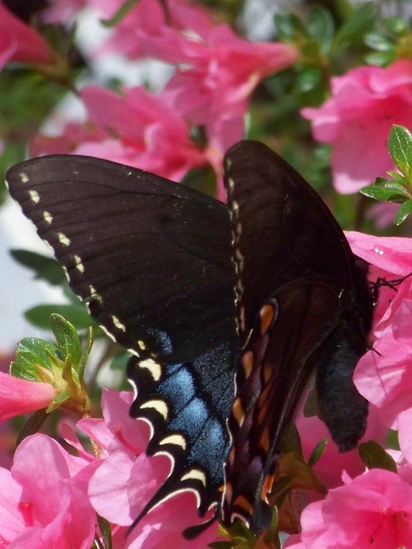 A black swallowtail butterfly on pink azaleas