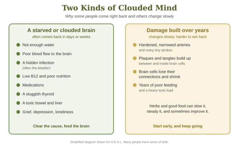 Diagram comparing two kinds of clouded mind: a starved or clouded brain that can often come back, and damage built up over years.