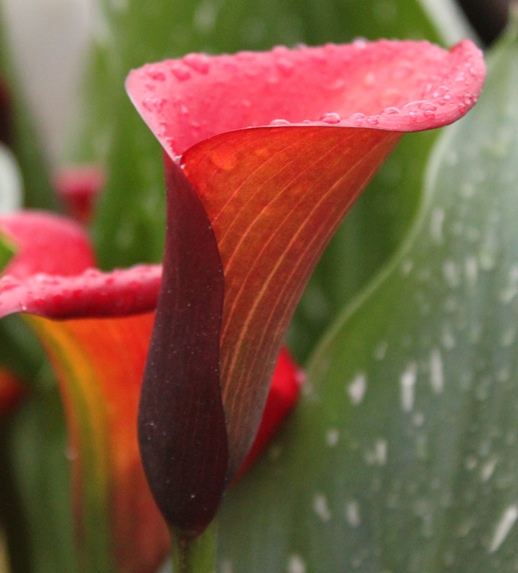 A red calla lily covered in raindrops