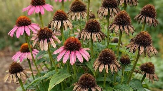 Echinacea in bloom and going to seed