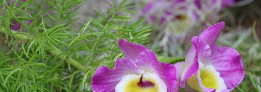 Two purple and white orchids nestled in a bed of green fronds