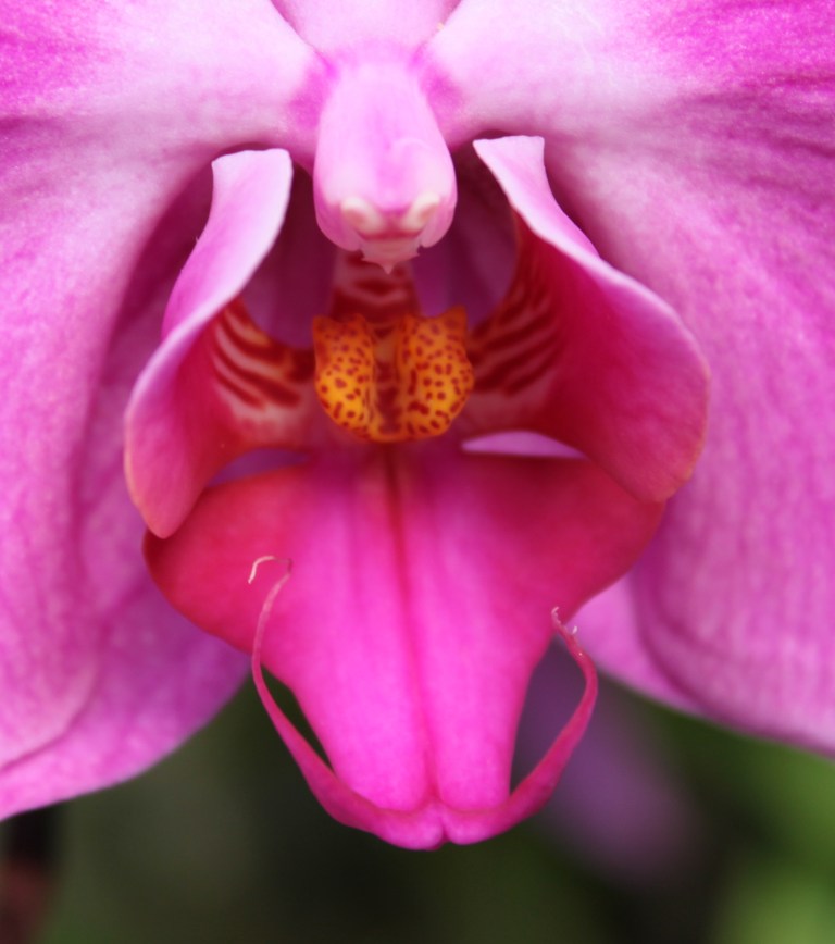 Close-up of a pink orchid with a golden center
