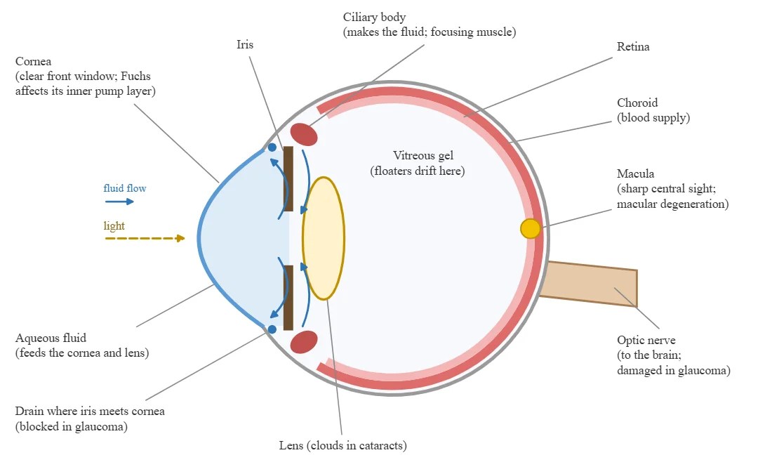 Diagram of the eye: cornea, aqueous fluid and its drain, iris, ciliary body, lens, vitreous gel, retina, choroid, macula and optic nerve.