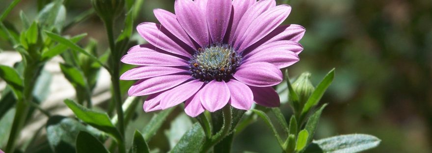 A purple daisy basking in the sun among green leaves