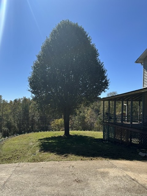 A lone tree standing on a green lawn under a beam of sunlight