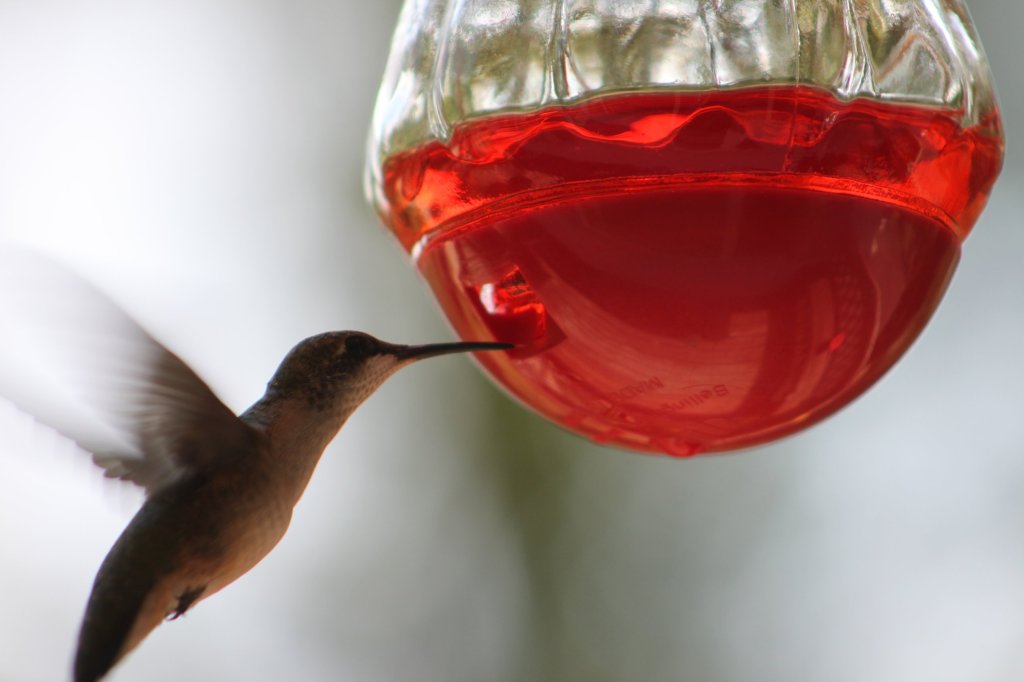 A hummingbird hovering to drink from a red glass feeder