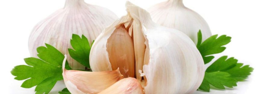 Garlic bulbs and cloves with parsley