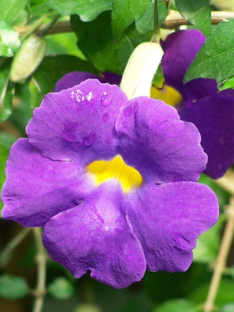 A purple flower opened wide, with a golden center