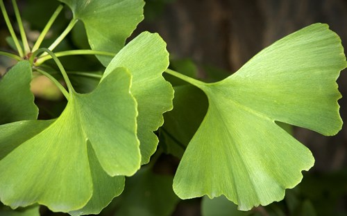 Green ginkgo leaves