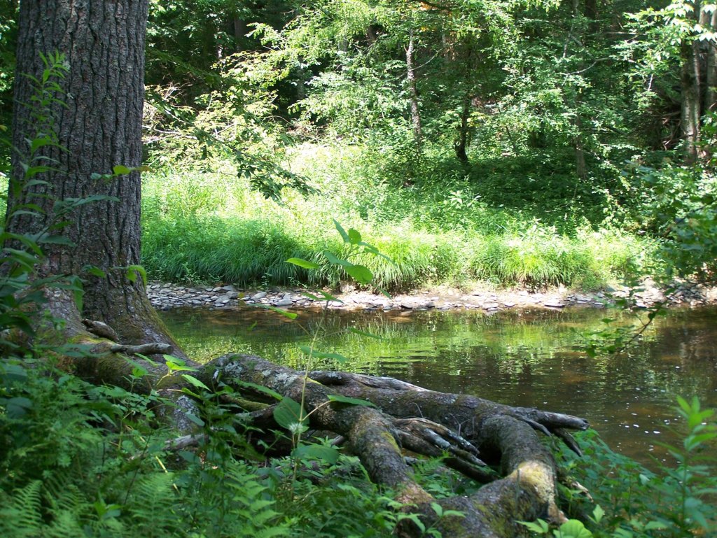 An old tree with roots spread at the edge of still green water in the woods
