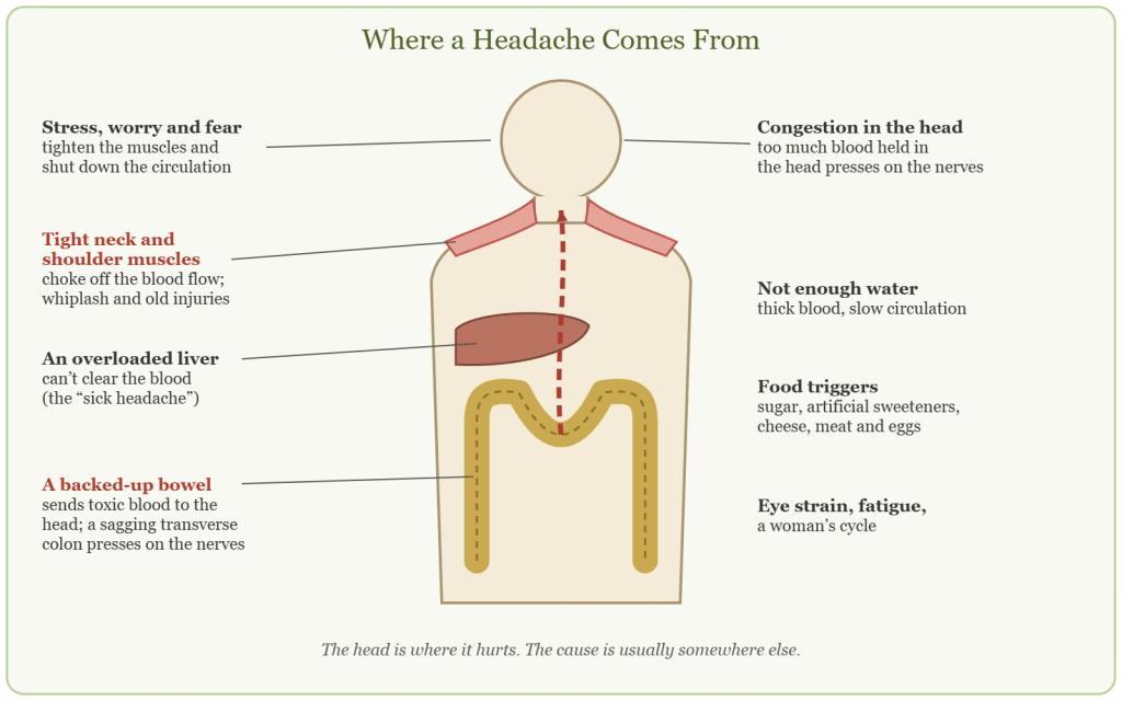 Diagram of a body showing the bowel, liver and neck muscles that drive a headache.