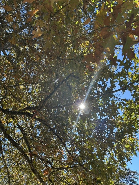Sunlight shining through autumn leaves