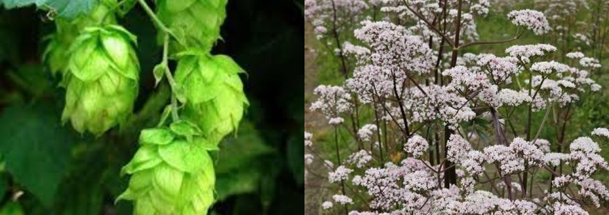 Hops cones beside flowering valerian